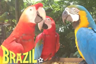 7 Melhores Parques Nacionais do observar pássaros no Brasil